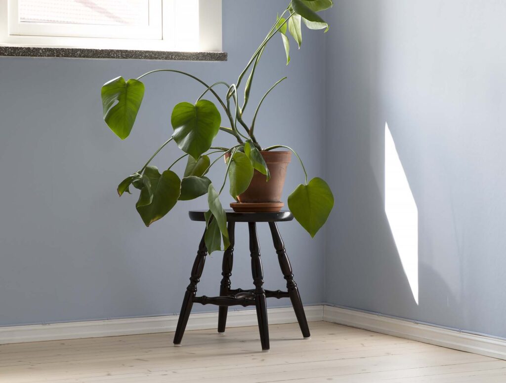 Skagsnebb furu - gulvsliping Oslo